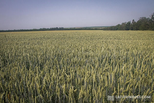 Пшеничное поле предприятия «Проминь»